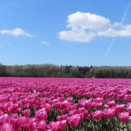 De Dennen Hotel Egmond aan Zee