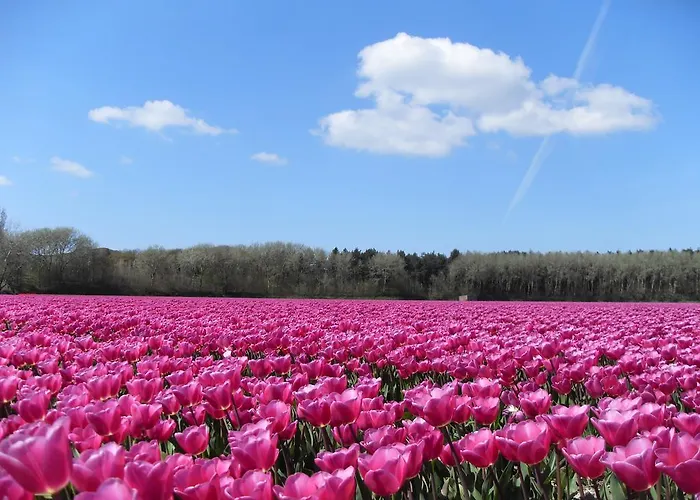 De Dennen Hotel Egmond aan Zee
