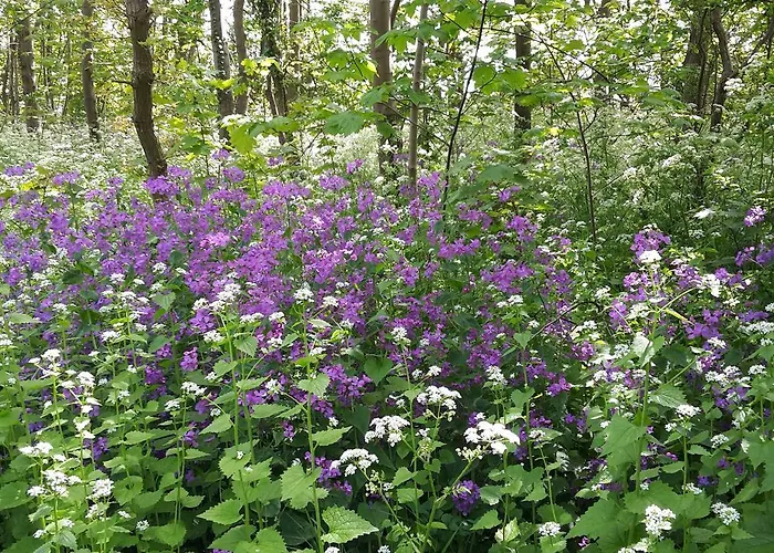 De Dennen 3* Egmond aan Zee