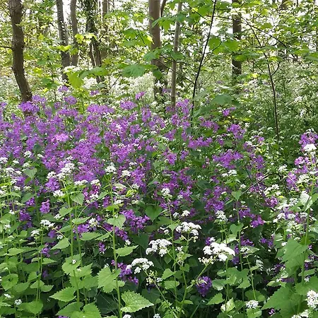 드 데덴 3* 에크몬드안지